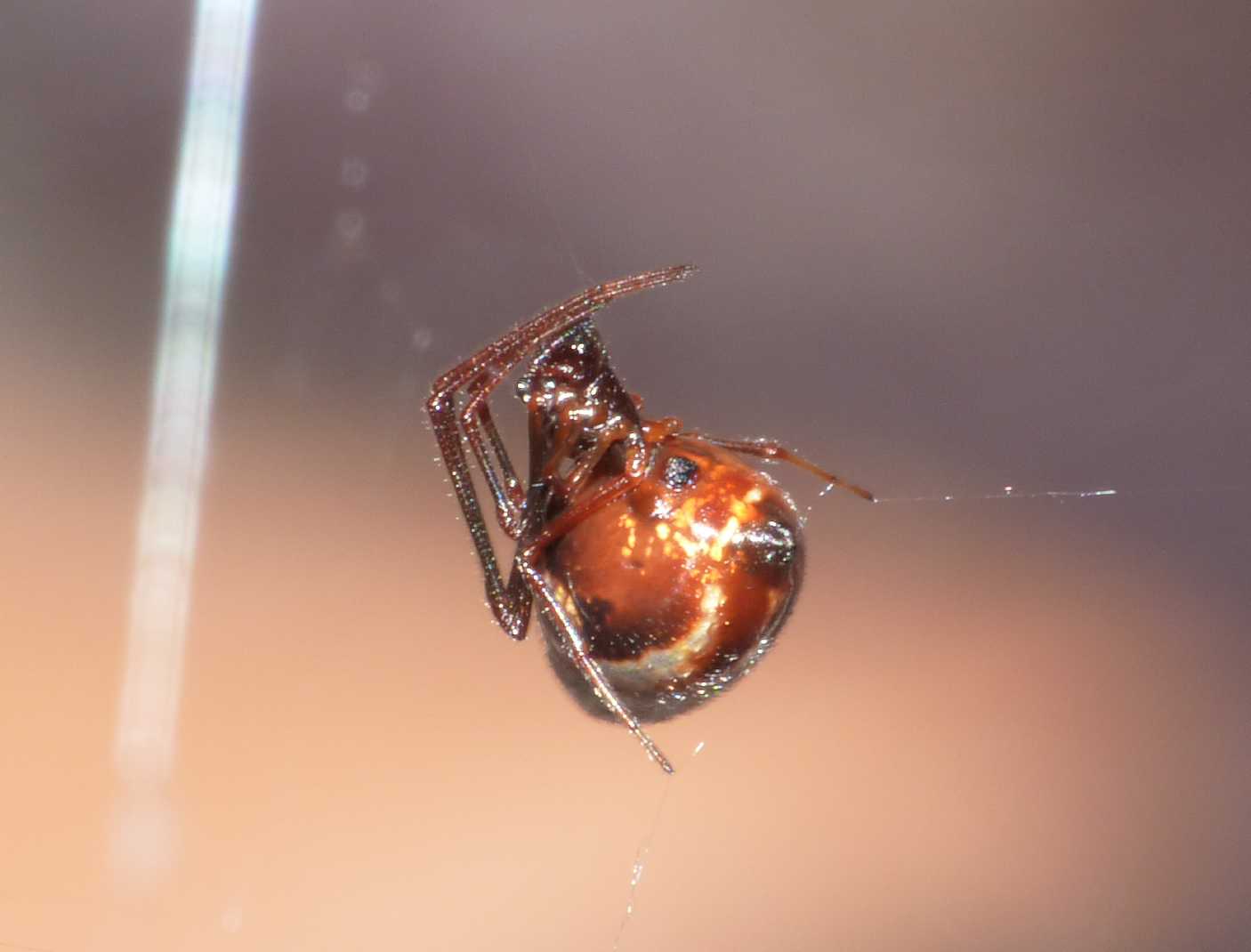 Gli astuti Argyrodes